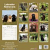 Labrador Calendar Mixed Colour